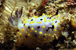 Endemic nudibranch of Sri Lanka, Halgerdia sp. by Anouk Houben 